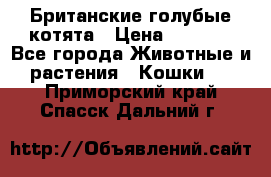 Британские голубые котята › Цена ­ 5 000 - Все города Животные и растения » Кошки   . Приморский край,Спасск-Дальний г.
